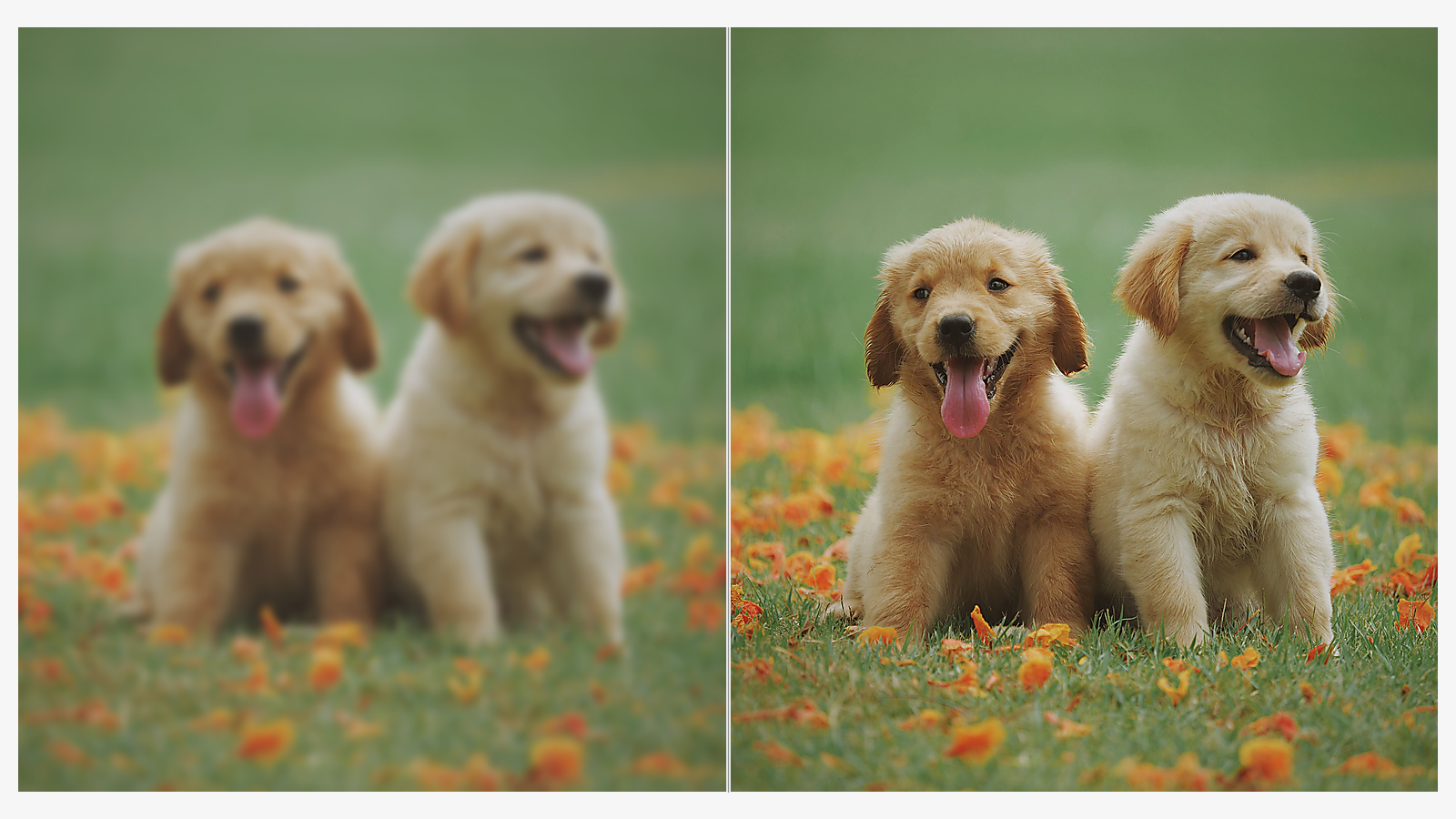 AI Unblur Image for Motion-Soft Shots